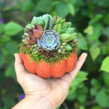 Load image into Gallery viewer, 4.5" Orange Succulent Pumpkin