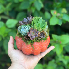 Load image into Gallery viewer, 4.5" Orange Succulent Pumpkin