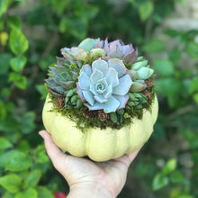 Load image into Gallery viewer, 6" Mint Succulent Pumpkin