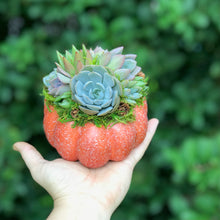 Load image into Gallery viewer, 4.5" Orange Succulent Pumpkin