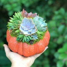 Load image into Gallery viewer, 6" Orange Succulent Pumpkin