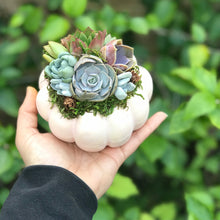 Load image into Gallery viewer, 4.5" Light Pink Pumpkin