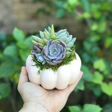 Load image into Gallery viewer, 4.5" Light Pink Pumpkin