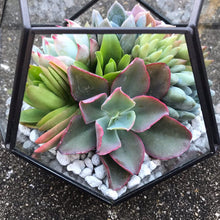 Load image into Gallery viewer, DIY Succulent Terrarium Kit 7"x6" (BLACK)