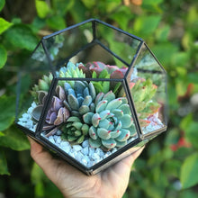 Load image into Gallery viewer, DIY Succulent Terrarium Kit 7"x6" (BLACK)