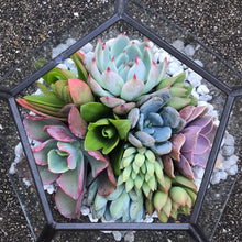 Load image into Gallery viewer, DIY Succulent Terrarium Kit 7"x6" (BLACK)