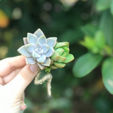 Load image into Gallery viewer, Succulent Boutonnières