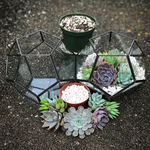 Load image into Gallery viewer, DIY Succulent Terrarium Kit 7"x6" (BLACK)