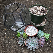 Load image into Gallery viewer, DIY Succulent Terrarium Kit 7"x6" (ROSE GOLD)