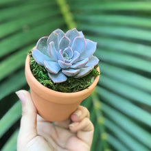 Load image into Gallery viewer, Succulent Favors