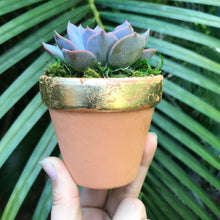 Load image into Gallery viewer, Succulent Favors