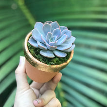 Load image into Gallery viewer, Succulent Favors