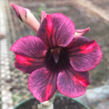 Load image into Gallery viewer, Adenium Lover's Subscription Kit (monthly)