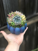 Load image into Gallery viewer, 4.5" Blue Succulent Pumpkin