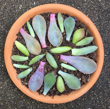 Load image into Gallery viewer, Succulent Leaf Propagation Kit