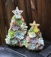 Load image into Gallery viewer, 9" Mini Aurora Succulent Tree (Succulent Christmas Tree)