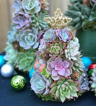 Load image into Gallery viewer, 9" Mini Aurora Succulent Tree (Succulent Christmas Tree)