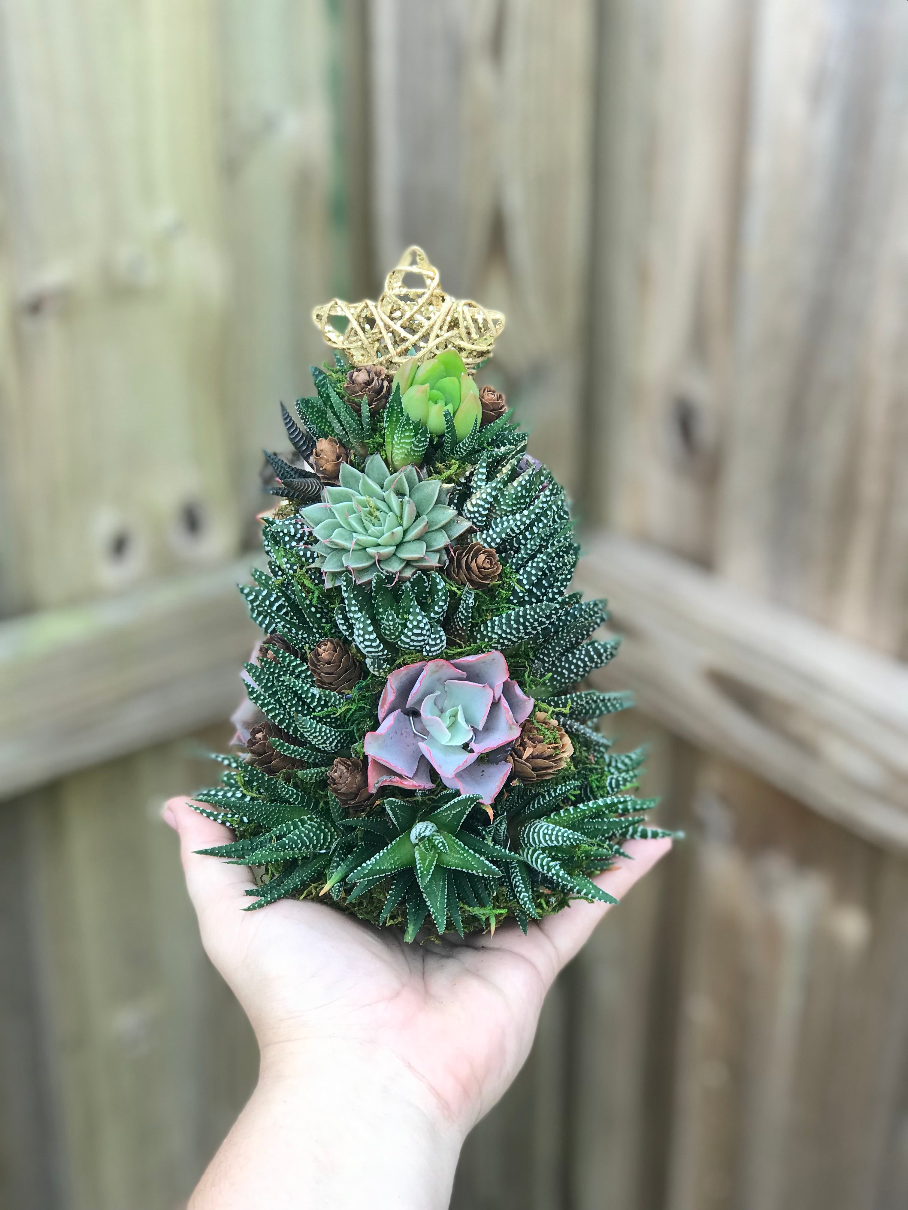 etsy succulent christmas tree 9" Mini Alpine Succulent Tree