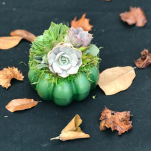 Load image into Gallery viewer, 4.5" Green Succulent Pumpkin