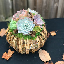 Load image into Gallery viewer, 8" Rattan Succulent Pumpkin (Lights up!)