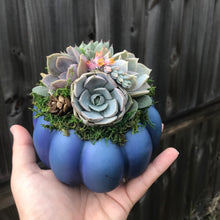 Load image into Gallery viewer, 4.5" Blue Succulent Pumpkin