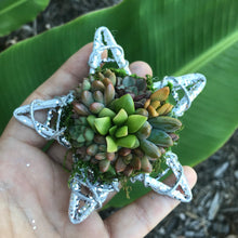 Load image into Gallery viewer, 4" Succulent Star Ornament
