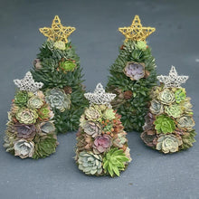 Load image into Gallery viewer, 9" Mini Aurora Succulent Tree (Succulent Christmas Tree)