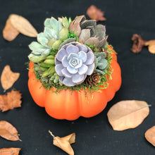 Load image into Gallery viewer, 6" Orange Succulent Pumpkin