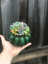 Load image into Gallery viewer, 4.5" Green Succulent Pumpkin