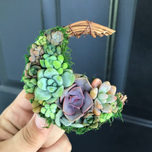 Load image into Gallery viewer, 2.5” Succulent Crescent Moon