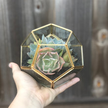 Load image into Gallery viewer, DIY Succulent Terrarium Kit 5.5"x5" (GOLD)