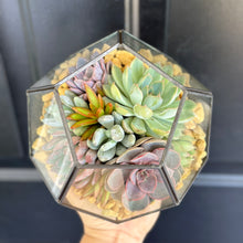 Load image into Gallery viewer, DIY Succulent Terrarium Kit 7"x6" (BLACK)