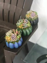 Load image into Gallery viewer, 4.5" Blue Succulent Pumpkin