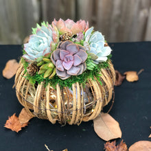 Load image into Gallery viewer, 8" Rattan Succulent Pumpkin (Lights up!)