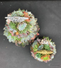 Load image into Gallery viewer, 9" Mini Aurora Succulent Tree (Succulent Christmas Tree)