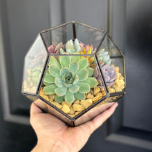 Load image into Gallery viewer, DIY Succulent Terrarium Kit 7"x6" (BLACK)