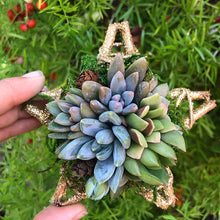 Load image into Gallery viewer, 4" Succulent Star Ornament