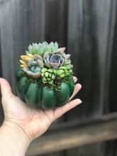 Load image into Gallery viewer, 4.5" Green Succulent Pumpkin