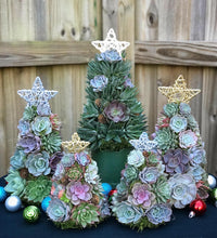 Load image into Gallery viewer, 9" Mini Aurora Succulent Tree (Succulent Christmas Tree)