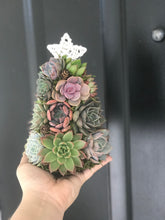 Load image into Gallery viewer, 9" Mini Aurora Succulent Tree (Succulent Christmas Tree)