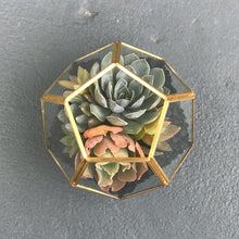 Load image into Gallery viewer, DIY Succulent Terrarium Kit 5.5"x5" (GOLD)