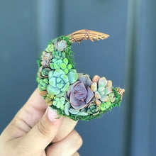 Load image into Gallery viewer, 2.5” Succulent Crescent Moon