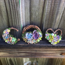 Load image into Gallery viewer, 2.5” Succulent Crescent Moon