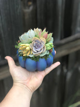 Load image into Gallery viewer, 4.5" Blue Succulent Pumpkin