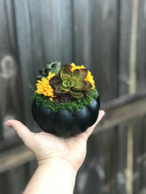 Load image into Gallery viewer, Faux Succulent Pumpkins