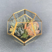 Load image into Gallery viewer, DIY Succulent Terrarium Kit 5.5"x5" (GOLD)