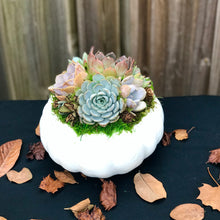 Load image into Gallery viewer, White Succulent Pumpkin (10" and 6" sizes)