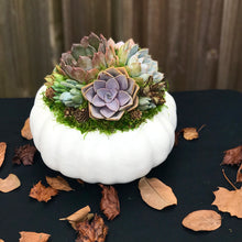 Load image into Gallery viewer, White Succulent Pumpkin (10" and 6" sizes)