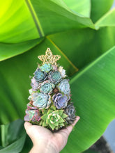 Load image into Gallery viewer, 9" Mini Aurora Succulent Tree (Succulent Christmas Tree)