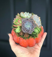 Load image into Gallery viewer, 4.5" Orange Succulent Pumpkin